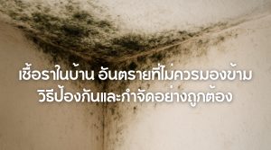 เชื้อราในบ้าน