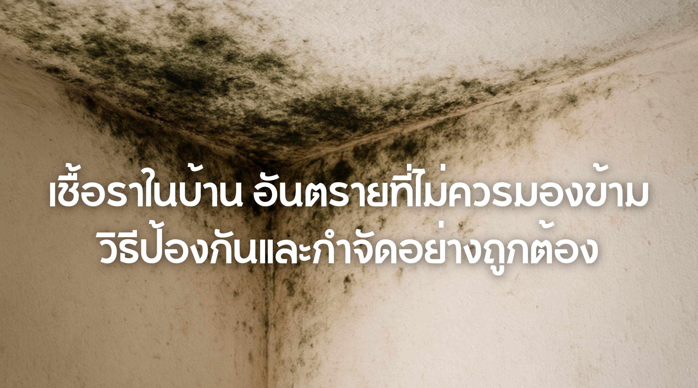 เชื้อราในบ้าน