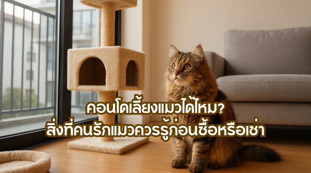 คอนโดเลี้ยงแมว