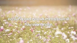 ดอกไม้ที่สวยและหอม