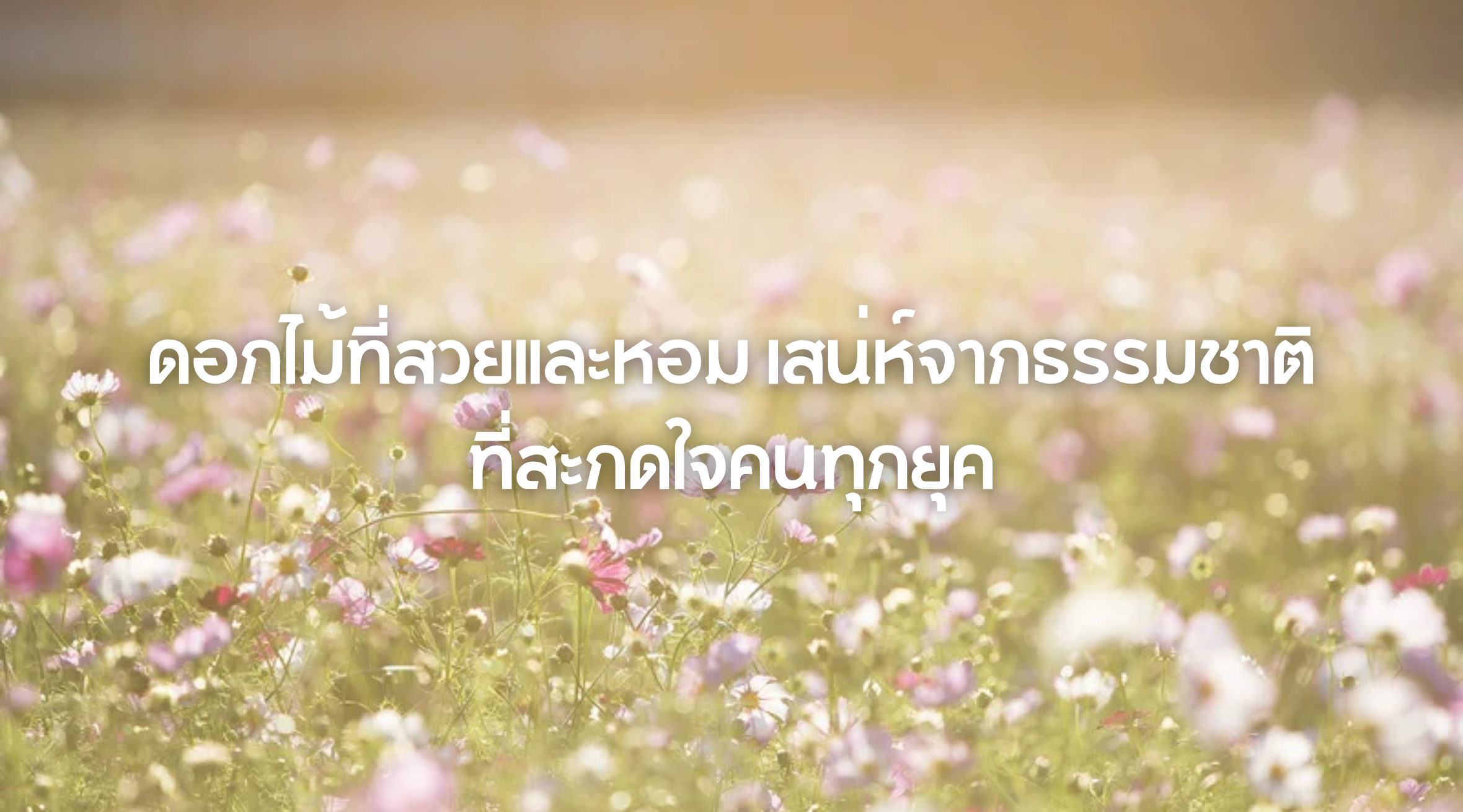 ดอกไม้ที่สวยและหอม