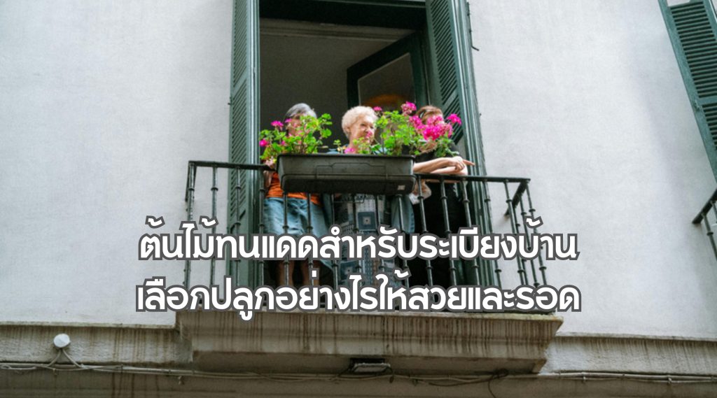 ต้นไม้ทนแดดสำหรับระเบียงบ้าน