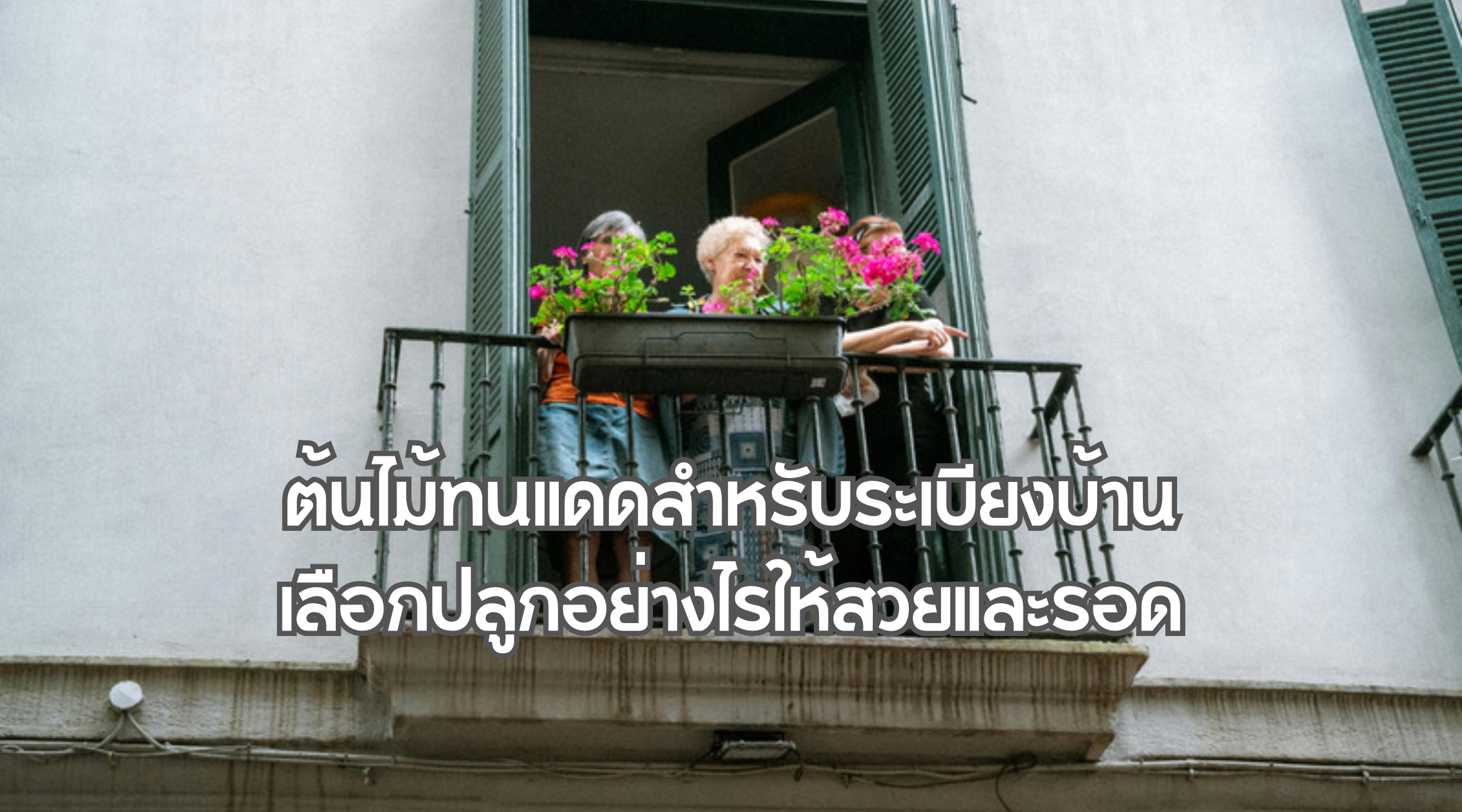 ต้นไม้ทนแดดสำหรับระเบียงบ้าน