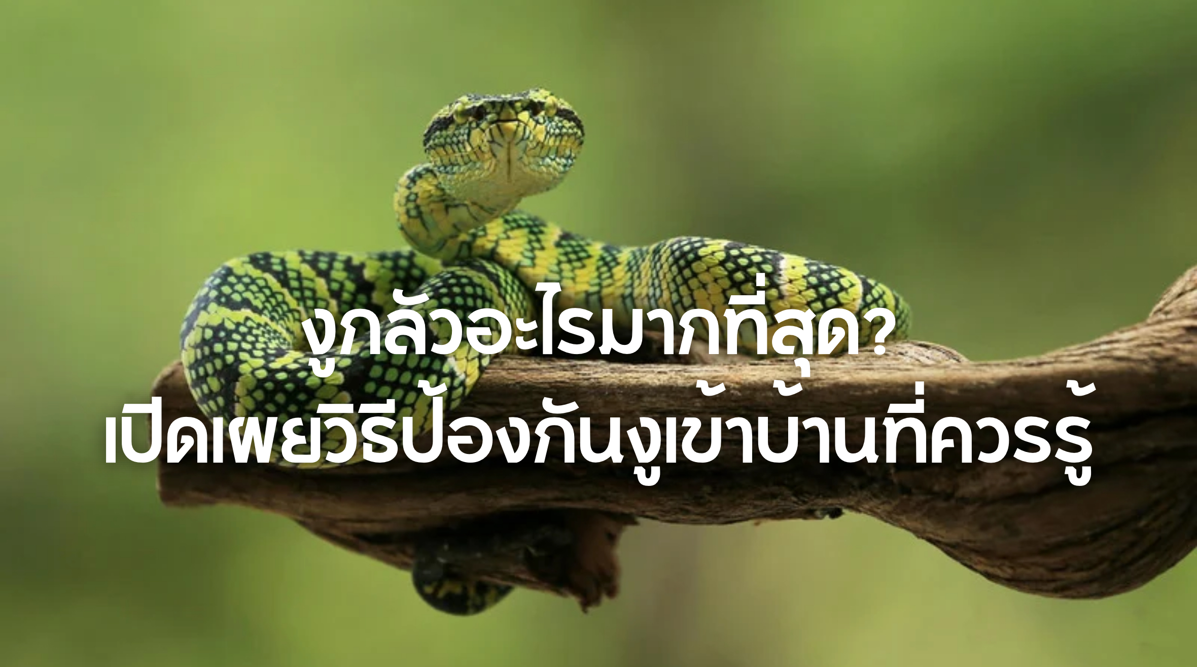 งูกลัวอะไรมากที่สุด
