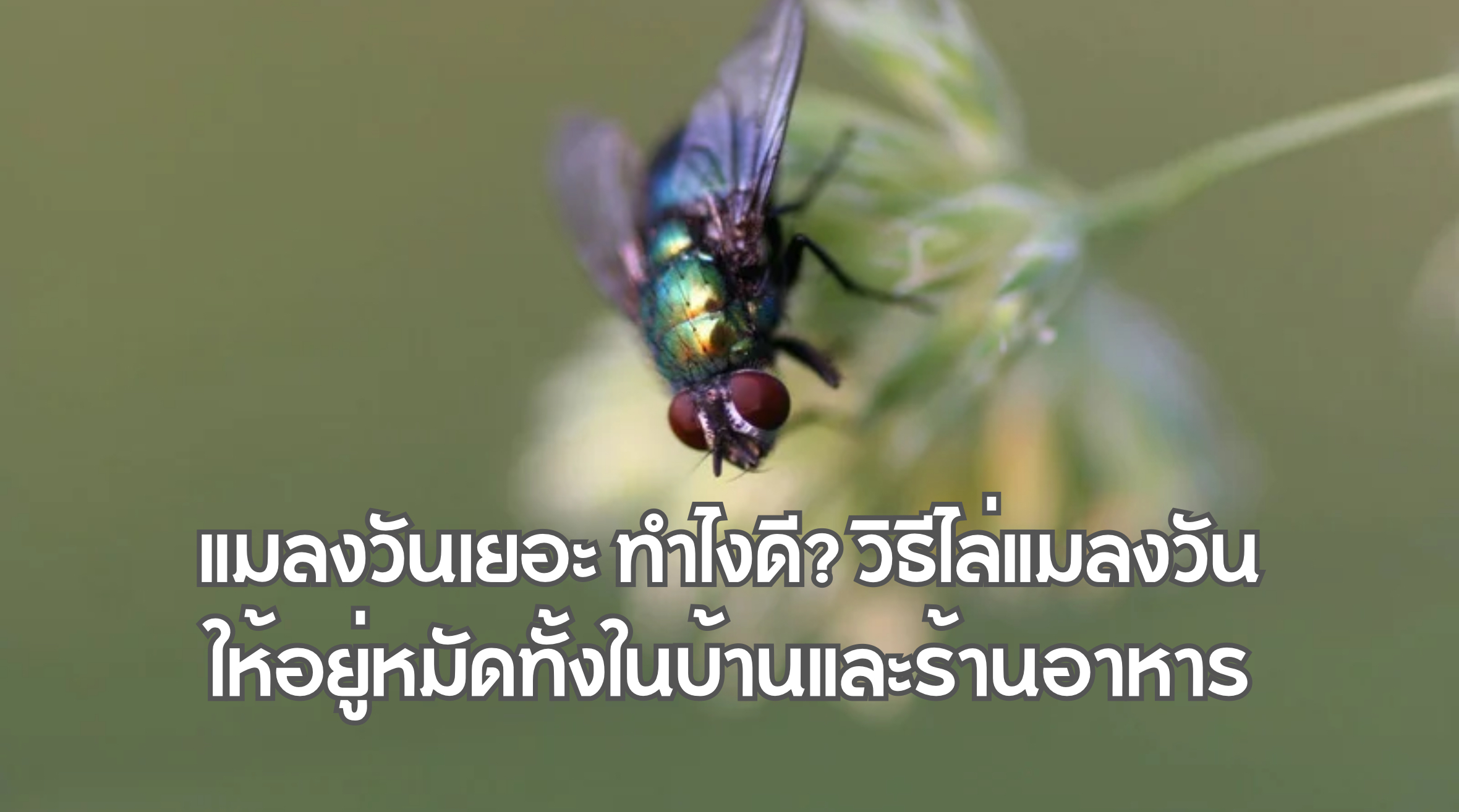 แมลงวันเยอะ ทำไงดี