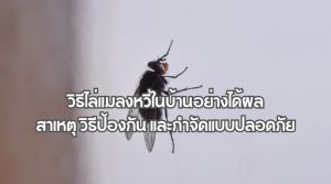 วิธีไล่แมลงหวี่ในบ้าน