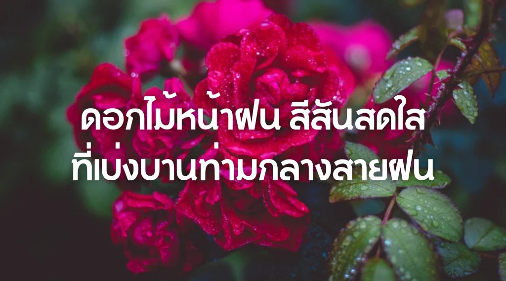 ดอกไม้หน้าฝน