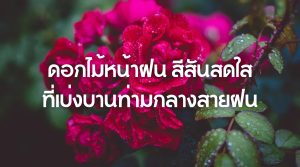 ดอกไม้หน้าฝน