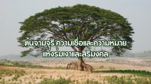 จามจุรี