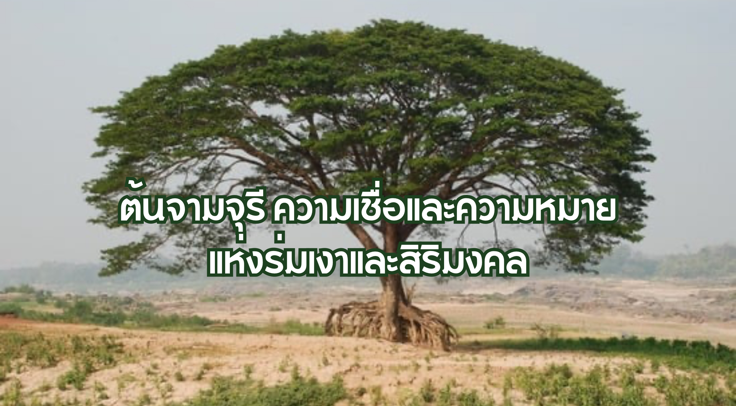 จามจุรี