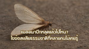 แมลงเม่าปีกหลุดแล้วไปไหน
