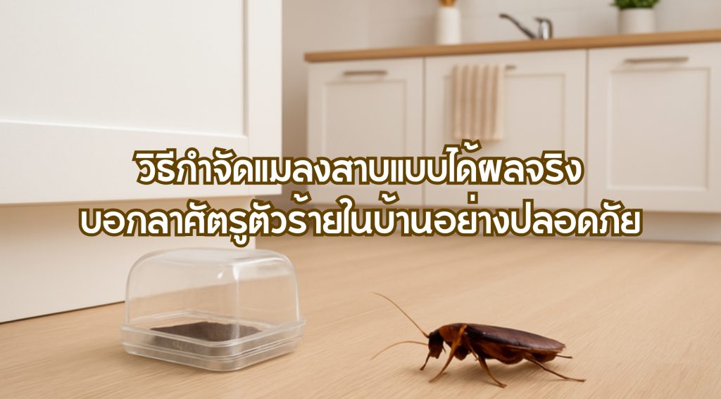 วิธีกำจัดแมลงสาบ