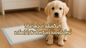 วิธีแก้สุนัขถ่ายไม่เป็นที่