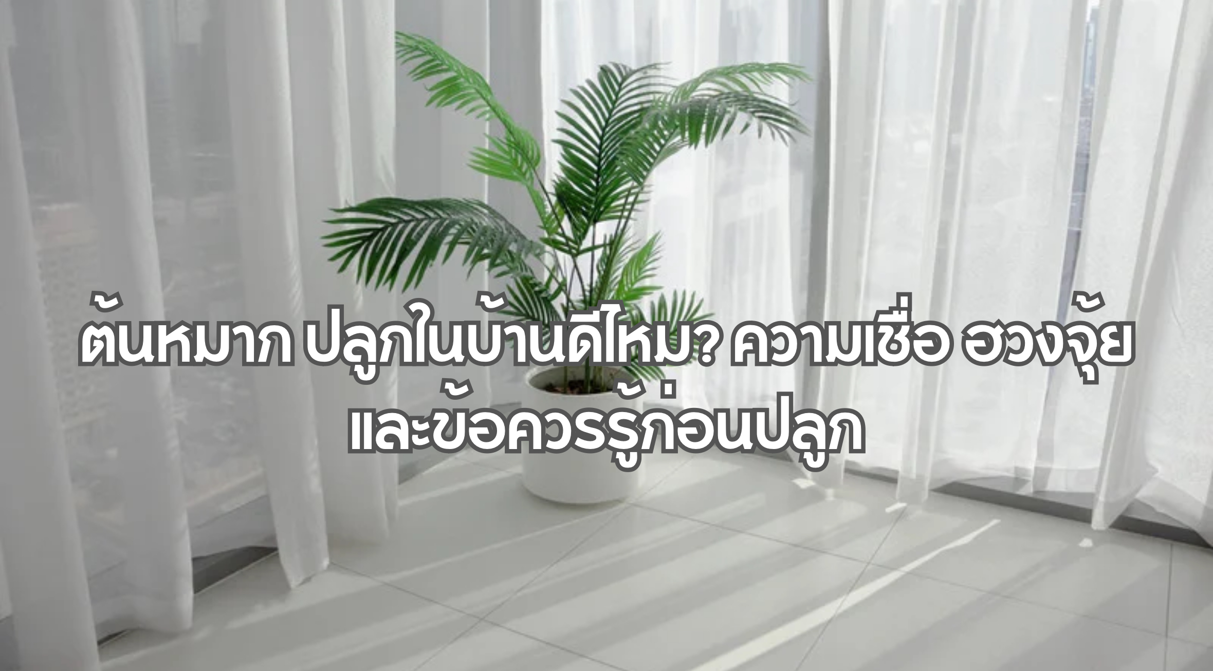 ต้นหมาก ปลูกในบ้านดีไหม
