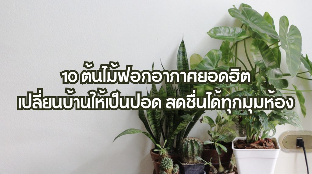 10 ต้นไม้ฟอกอากาศ