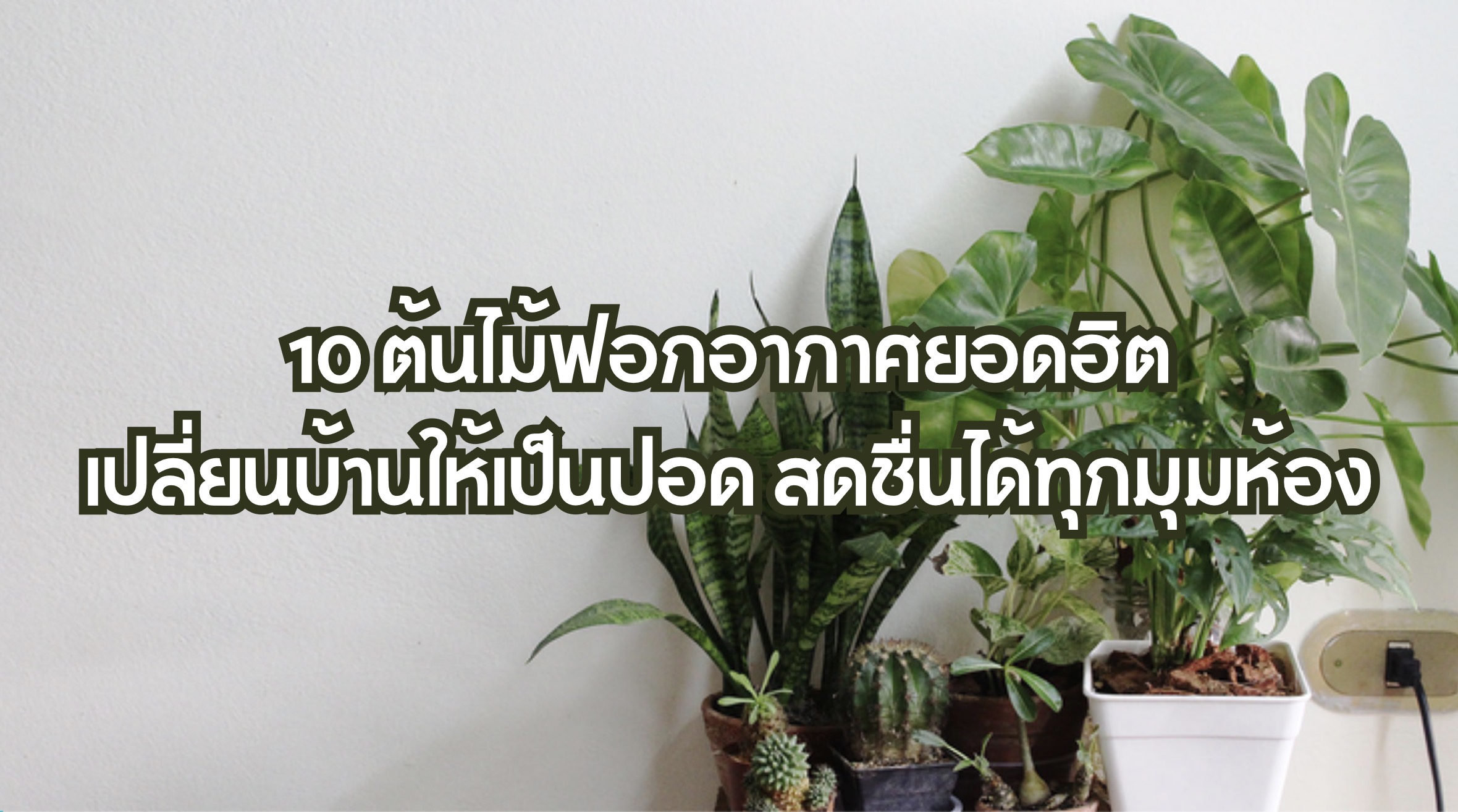 10 ต้นไม้ฟอกอากาศ