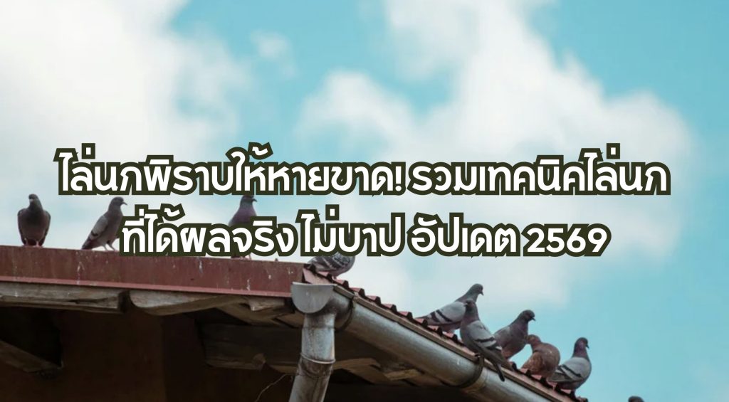 ไล่นกพิราบ